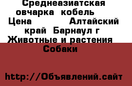 Среднеазиатская овчарка (кобель).. › Цена ­ 3 500 - Алтайский край, Барнаул г. Животные и растения » Собаки   